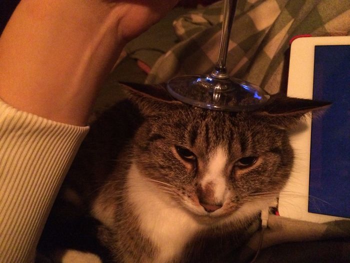 Do You Like Annoying Your Pets (Mildly)? (Add yours) Do You Like Annoying Your Pets (Mildly)? (Add yours)