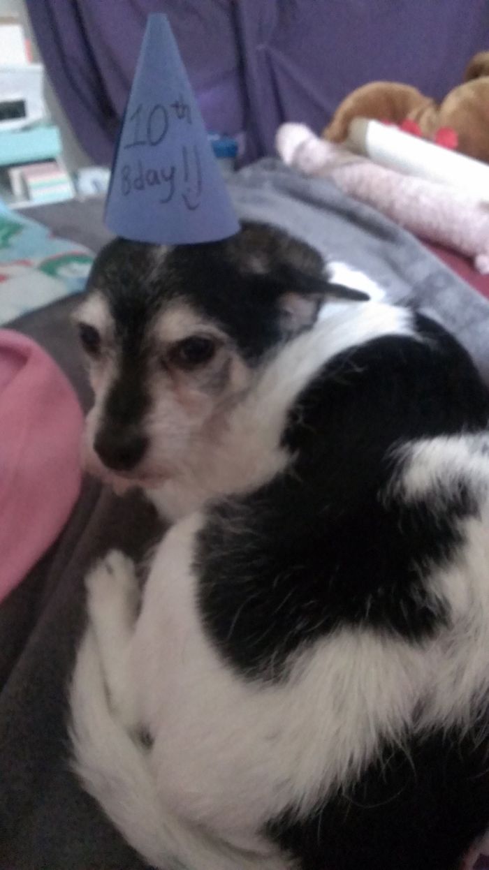 Do You Like Annoying Your Pets (Mildly)? (Add yours) Do You Like Annoying Your Pets (Mildly)? (Add yours)