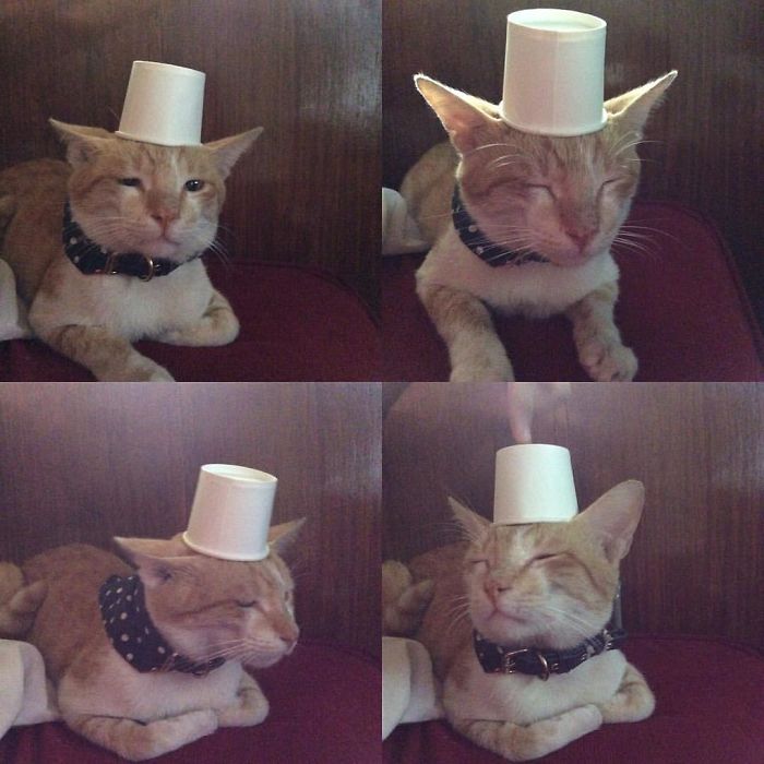 Do You Like Annoying Your Pets (Mildly)? (Add yours) Do You Like Annoying Your Pets (Mildly)? (Add yours)