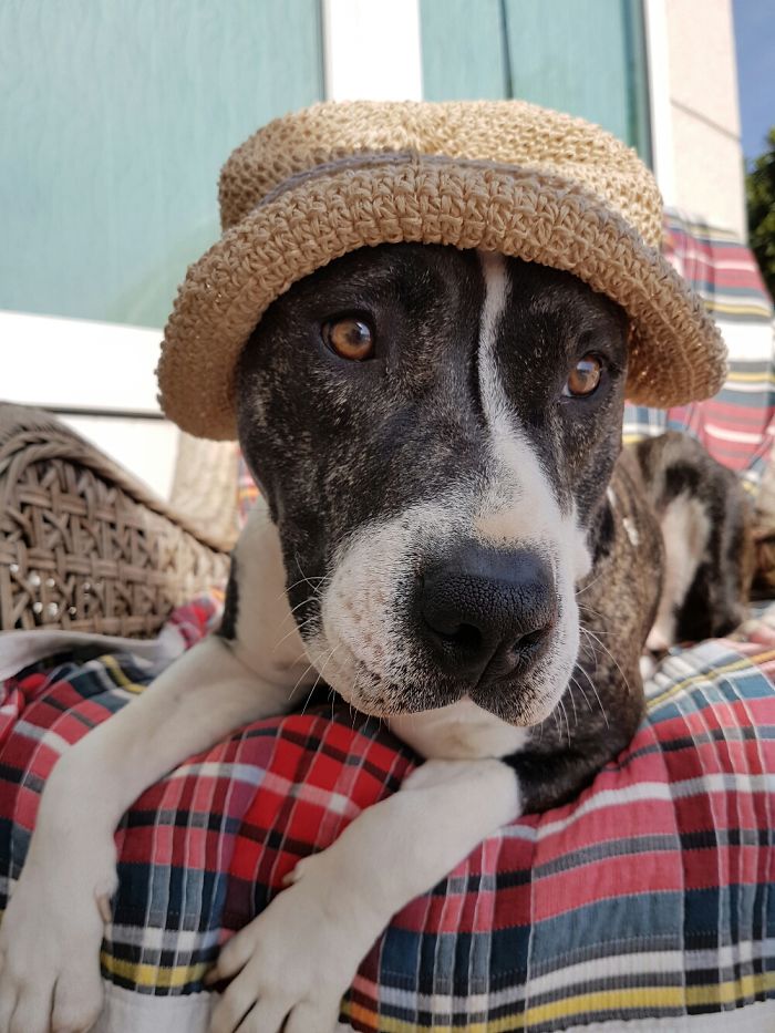 Do You Like Annoying Your Pets (Mildly)? (Add yours) Do You Like Annoying Your Pets (Mildly)? (Add yours)