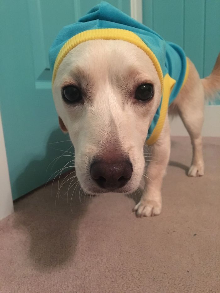 Do You Like Annoying Your Pets (Mildly)? (Add yours) Do You Like Annoying Your Pets (Mildly)? (Add yours)