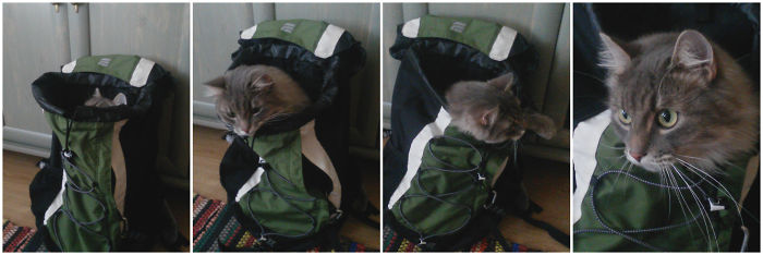 Do You Like Annoying Your Pets (Mildly)? (Add yours) Do You Like Annoying Your Pets (Mildly)? (Add yours)