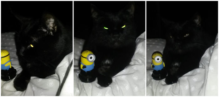 Do You Like Annoying Your Pets (Mildly)? (Add yours) Do You Like Annoying Your Pets (Mildly)? (Add yours)