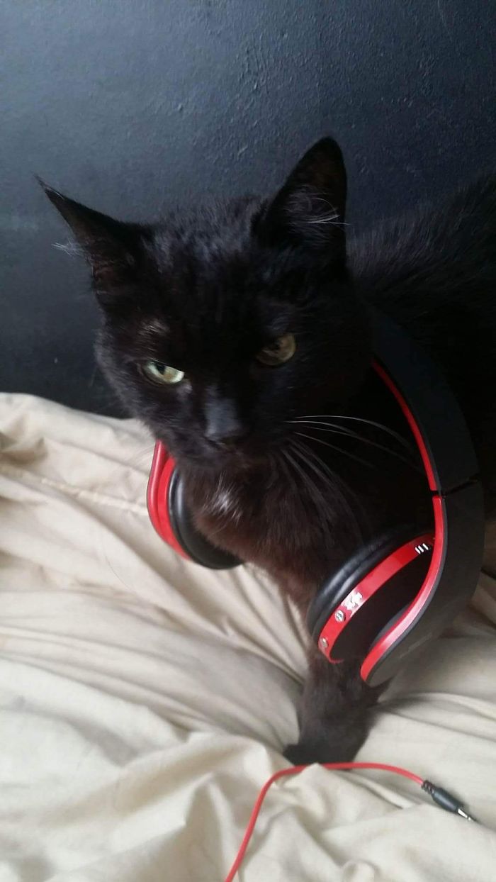 Do You Like Annoying Your Pets (Mildly)? (Add yours) Do You Like Annoying Your Pets (Mildly)? (Add yours)