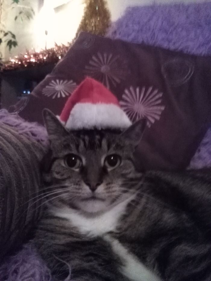 Do You Like Annoying Your Pets (Mildly)? (Add yours) Do You Like Annoying Your Pets (Mildly)? (Add yours)