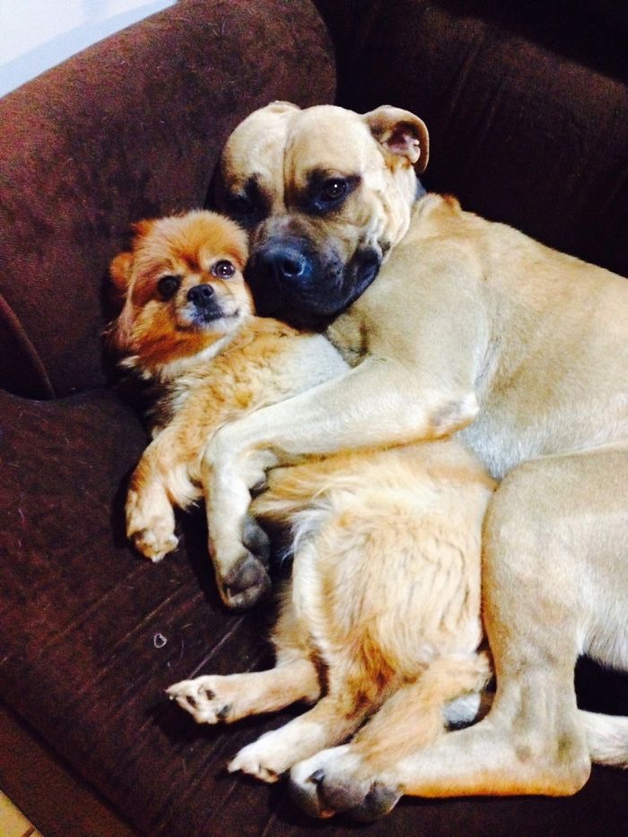 Do You Like Annoying Your Pets (Mildly)? (Add yours) Do You Like Annoying Your Pets (Mildly)? (Add yours)