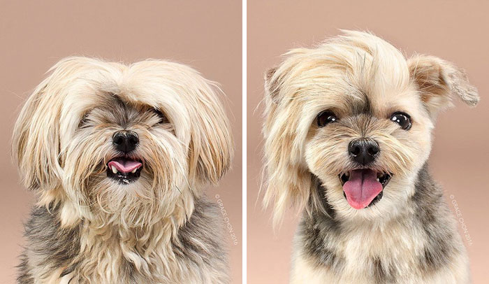 128 Dogs Before And After Their Haircuts (Add Yours) 128 Dogs Before And After Their Haircuts (Add Yours)