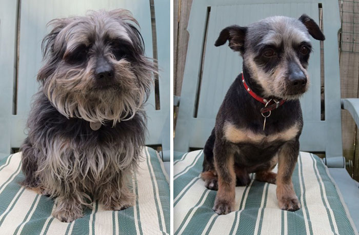 128 Dogs Before And After Their Haircuts (Add Yours) 128 Dogs Before And After Their Haircuts (Add Yours)