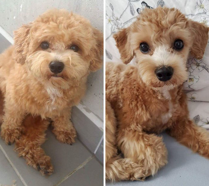 128 Dogs Before And After Their Haircuts (Add Yours) 128 Dogs Before And After Their Haircuts (Add Yours)