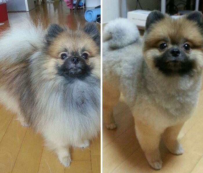 128 Dogs Before And After Their Haircuts (Add Yours) 128 Dogs Before And After Their Haircuts (Add Yours)