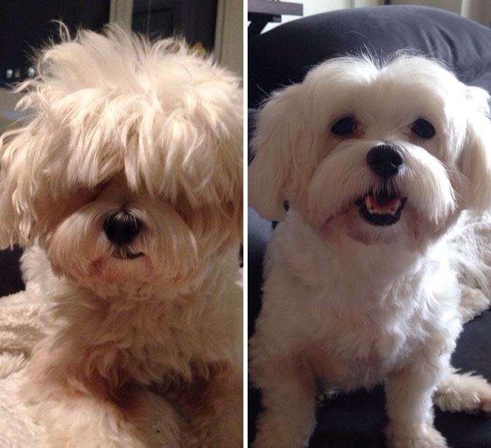 128 Dogs Before And After Their Haircuts (Add Yours) 128 Dogs Before And After Their Haircuts (Add Yours)