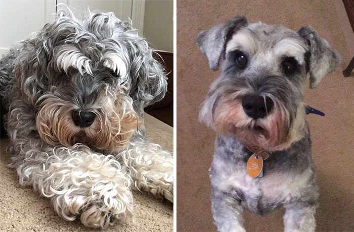128 Dogs Before And After Their Haircuts (Add Yours) 128 Dogs Before And After Their Haircuts (Add Yours)