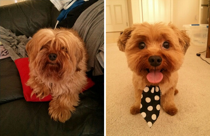 128 Dogs Before And After Their Haircuts (Add Yours) 128 Dogs Before And After Their Haircuts (Add Yours)