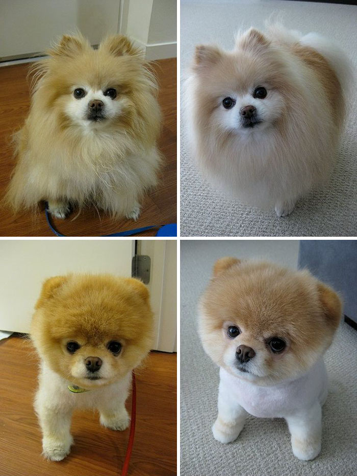 128 Dogs Before And After Their Haircuts (Add Yours) 128 Dogs Before And After Their Haircuts (Add Yours)