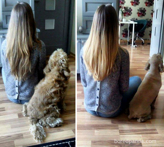 128 Dogs Before And After Their Haircuts (Add Yours) 128 Dogs Before And After Their Haircuts (Add Yours)