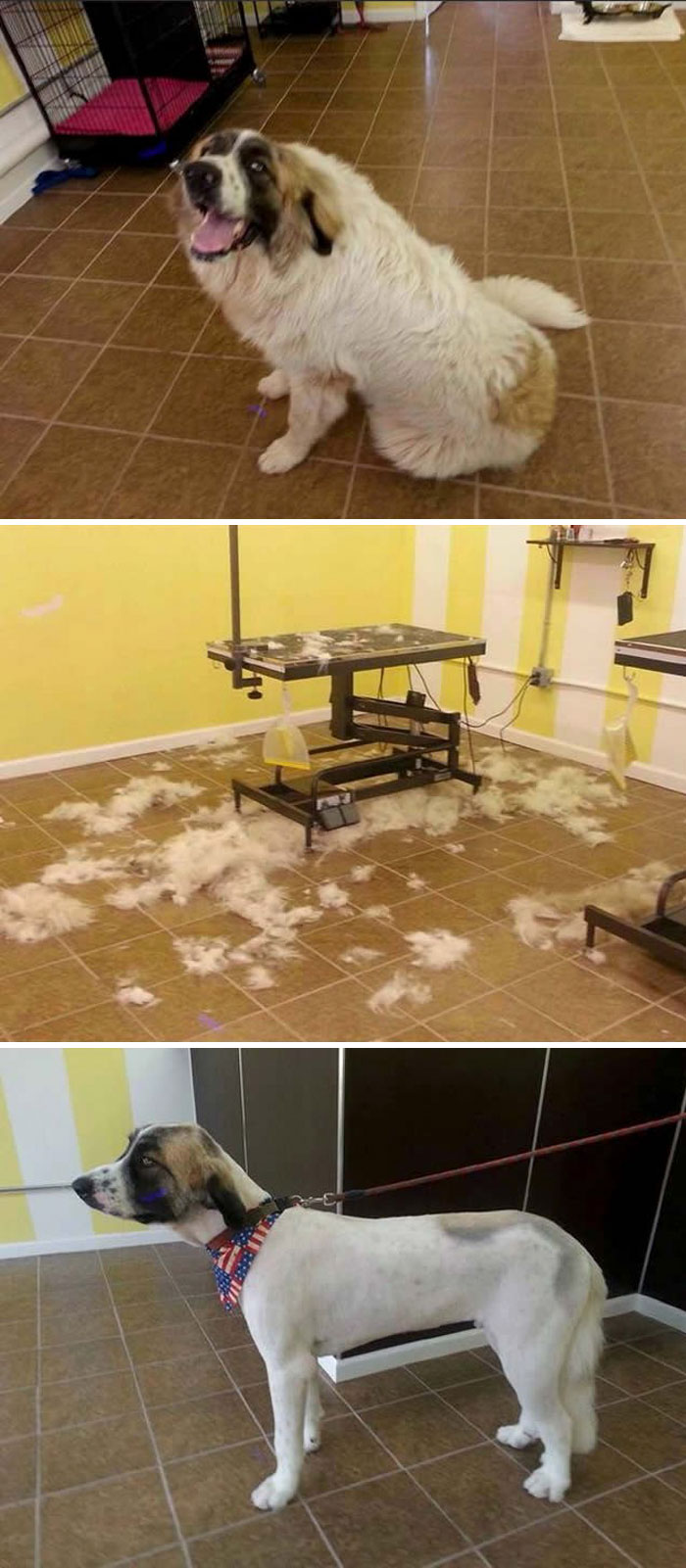 128 Dogs Before And After Their Haircuts (Add Yours) 128 Dogs Before And After Their Haircuts (Add Yours)