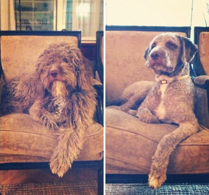 128 Dogs Before And After Their Haircuts (Add Yours) 128 Dogs Before And After Their Haircuts (Add Yours)