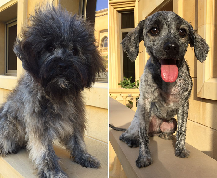 128 Dogs Before And After Their Haircuts (Add Yours) 128 Dogs Before And After Their Haircuts (Add Yours)