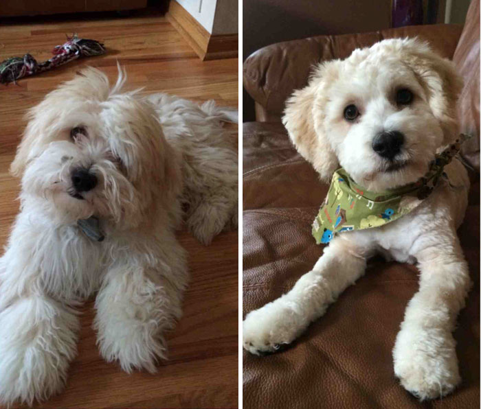 128 Dogs Before And After Their Haircuts (Add Yours) 128 Dogs Before And After Their Haircuts (Add Yours)