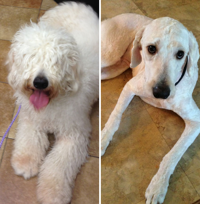 128 Dogs Before And After Their Haircuts (Add Yours) 128 Dogs Before And After Their Haircuts (Add Yours)