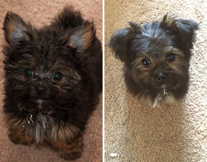 128 Dogs Before And After Their Haircuts (Add Yours) 128 Dogs Before And After Their Haircuts (Add Yours)