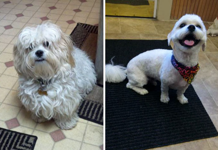 128 Dogs Before And After Their Haircuts (Add Yours) 128 Dogs Before And After Their Haircuts (Add Yours)