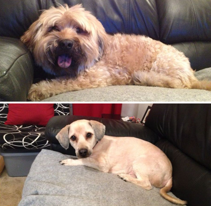 128 Dogs Before And After Their Haircuts (Add Yours) 128 Dogs Before And After Their Haircuts (Add Yours)