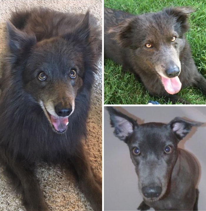 128 Dogs Before And After Their Haircuts (Add Yours) 128 Dogs Before And After Their Haircuts (Add Yours)