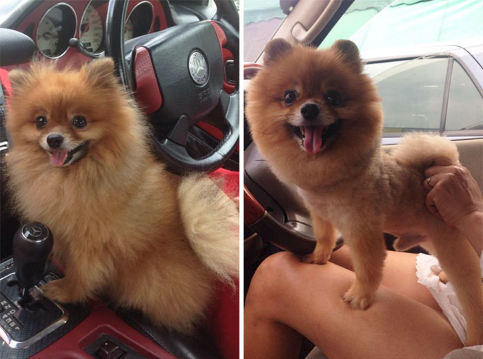 128 Dogs Before And After Their Haircuts (Add Yours) 128 Dogs Before And After Their Haircuts (Add Yours)