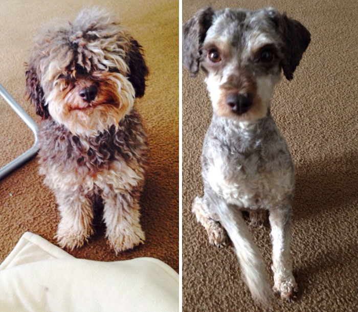 128 Dogs Before And After Their Haircuts (Add Yours) 128 Dogs Before And After Their Haircuts (Add Yours)