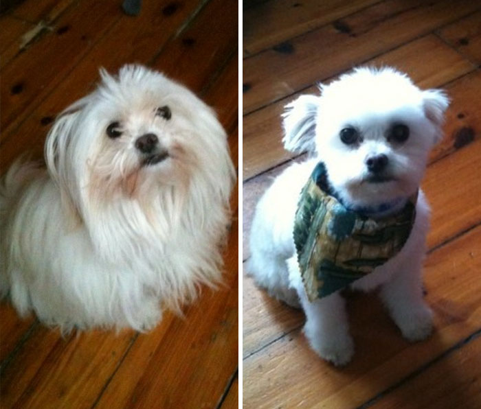 128 Dogs Before And After Their Haircuts (Add Yours) 128 Dogs Before And After Their Haircuts (Add Yours)