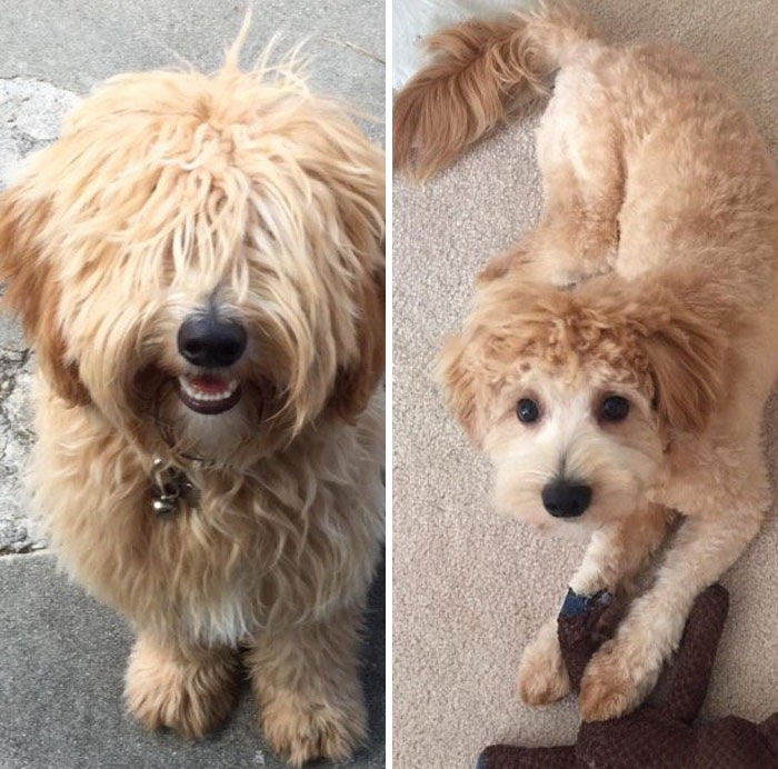 128 Dogs Before And After Their Haircuts (Add Yours) 128 Dogs Before And After Their Haircuts (Add Yours)