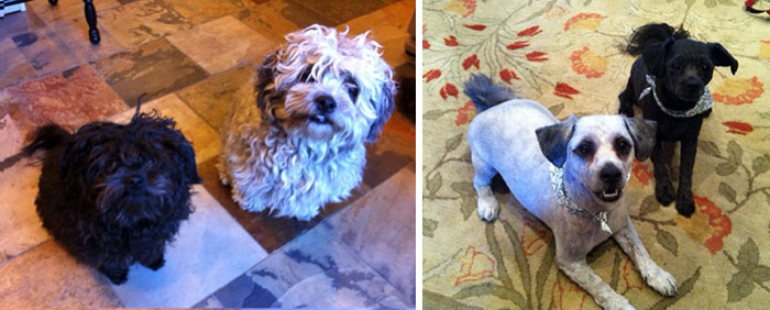 128 Dogs Before And After Their Haircuts (Add Yours) 128 Dogs Before And After Their Haircuts (Add Yours)
