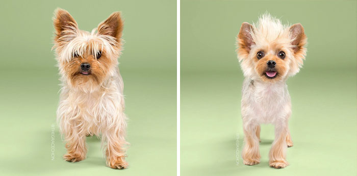 128 Dogs Before And After Their Haircuts (Add Yours) 128 Dogs Before And After Their Haircuts (Add Yours)