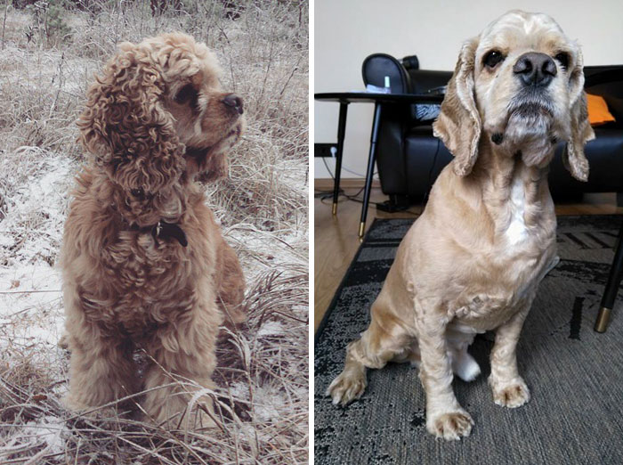 128 Dogs Before And After Their Haircuts (Add Yours) 128 Dogs Before And After Their Haircuts (Add Yours)