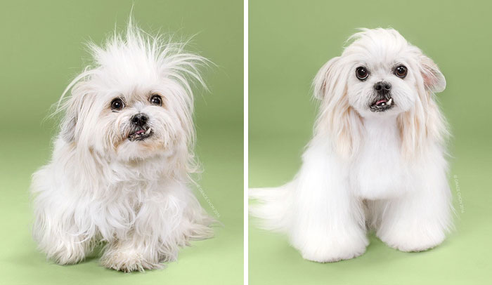 128 Dogs Before And After Their Haircuts (Add Yours) 128 Dogs Before And After Their Haircuts (Add Yours)