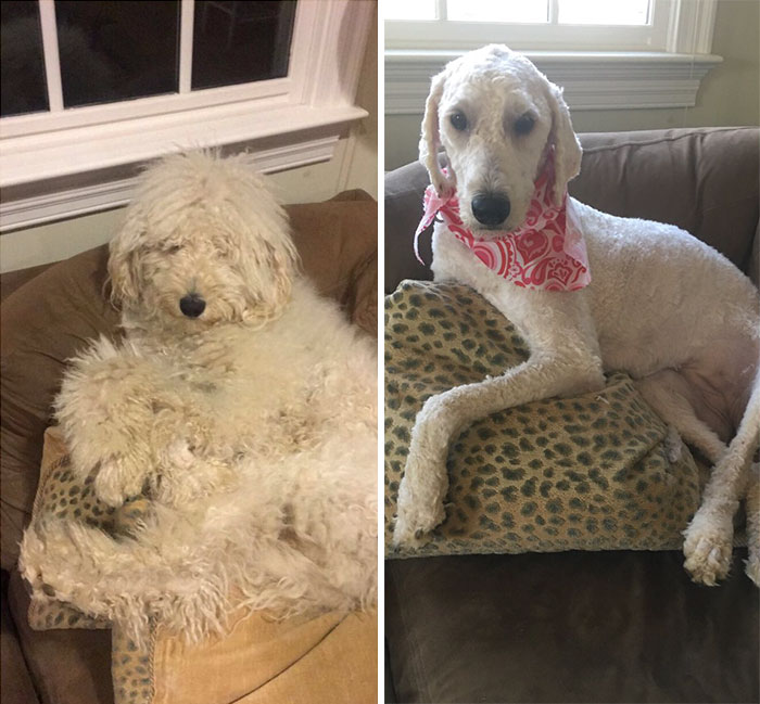 128 Dogs Before And After Their Haircuts (Add Yours) 128 Dogs Before And After Their Haircuts (Add Yours)