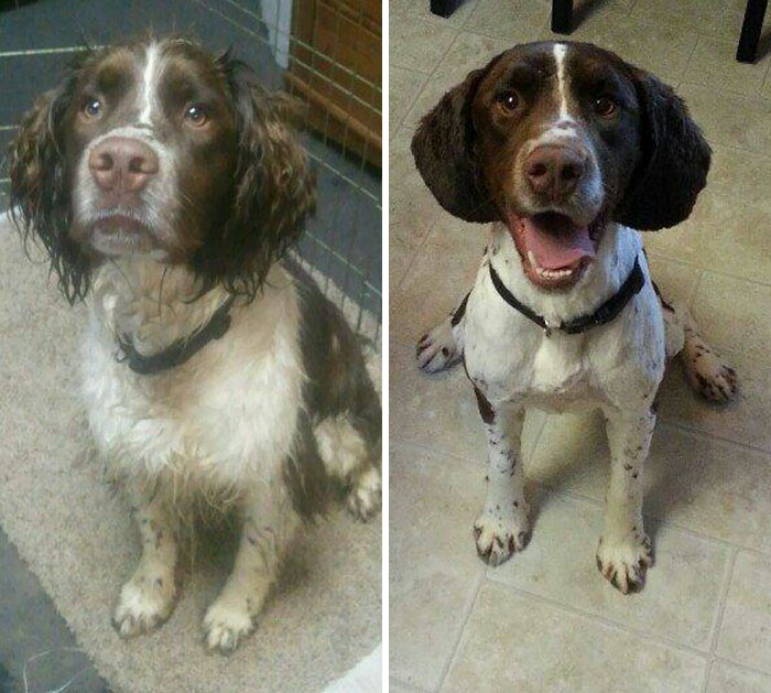 128 Dogs Before And After Their Haircuts (Add Yours) 128 Dogs Before And After Their Haircuts (Add Yours)
