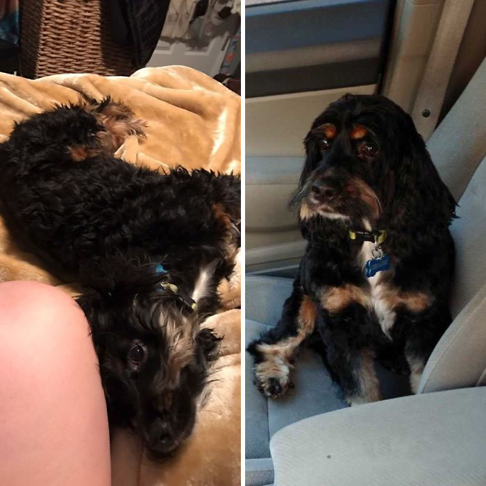 128 Dogs Before And After Their Haircuts (Add Yours) 128 Dogs Before And After Their Haircuts (Add Yours)