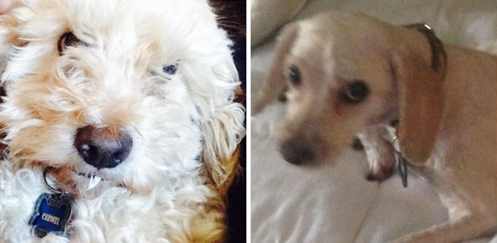 128 Dogs Before And After Their Haircuts (Add Yours) 128 Dogs Before And After Their Haircuts (Add Yours)