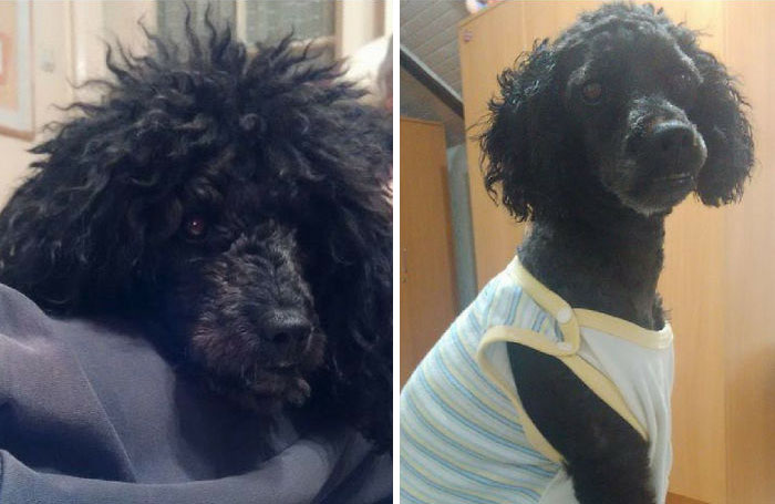 128 Dogs Before And After Their Haircuts (Add Yours) 128 Dogs Before And After Their Haircuts (Add Yours)