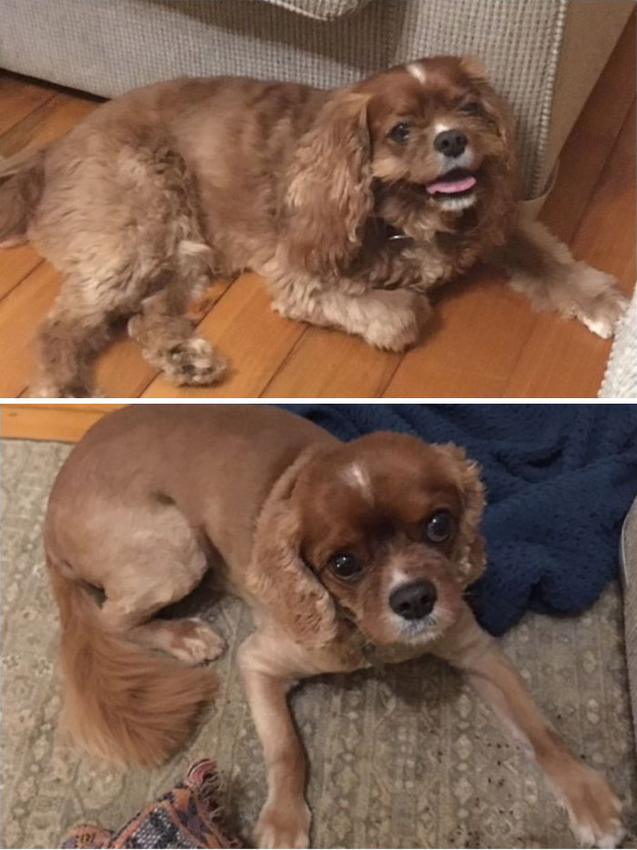 128 Dogs Before And After Their Haircuts (Add Yours) 128 Dogs Before And After Their Haircuts (Add Yours)