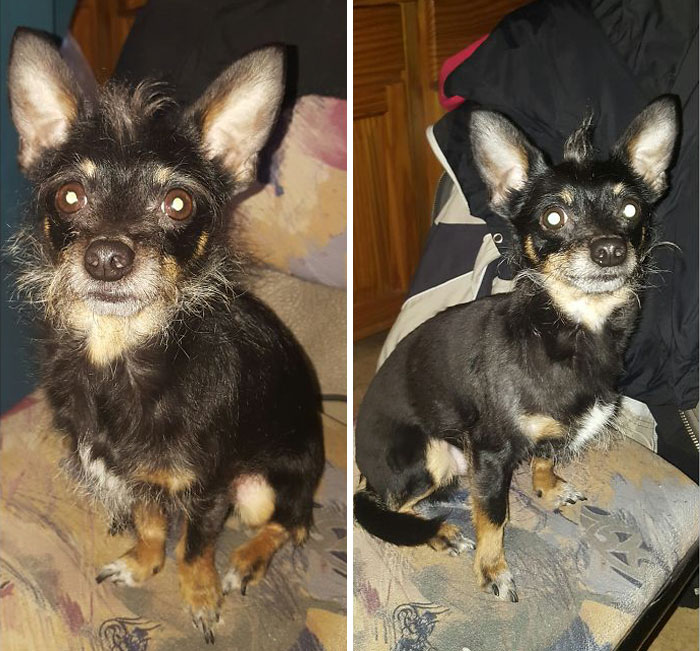 128 Dogs Before And After Their Haircuts (Add Yours) 128 Dogs Before And After Their Haircuts (Add Yours)