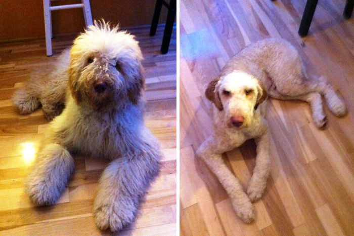 128 Dogs Before And After Their Haircuts (Add Yours) 128 Dogs Before And After Their Haircuts (Add Yours)