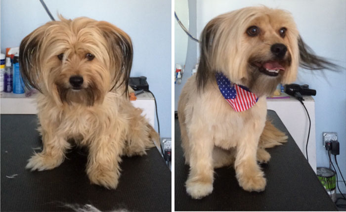 128 Dogs Before And After Their Haircuts (Add Yours) 128 Dogs Before And After Their Haircuts (Add Yours)