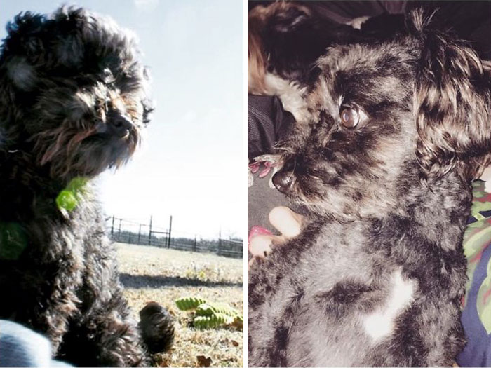 128 Dogs Before And After Their Haircuts (Add Yours) 128 Dogs Before And After Their Haircuts (Add Yours)