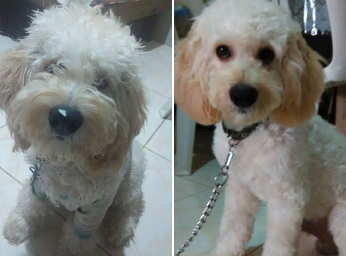 128 Dogs Before And After Their Haircuts (Add Yours) 128 Dogs Before And After Their Haircuts (Add Yours)