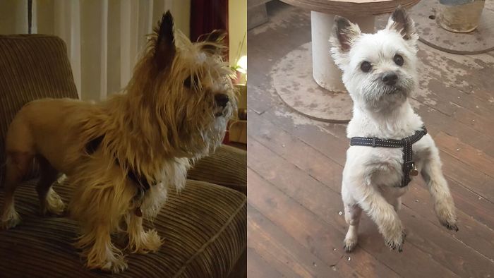 128 Dogs Before And After Their Haircuts (Add Yours) 128 Dogs Before And After Their Haircuts (Add Yours)