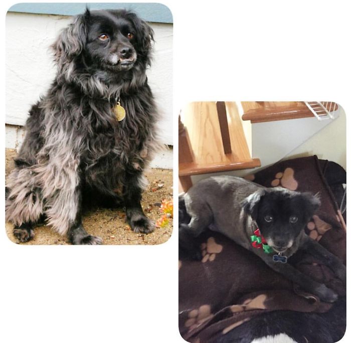 128 Dogs Before And After Their Haircuts (Add Yours) 128 Dogs Before And After Their Haircuts (Add Yours)