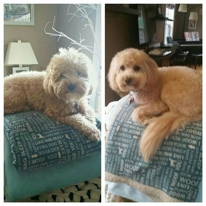 128 Dogs Before And After Their Haircuts (Add Yours) 128 Dogs Before And After Their Haircuts (Add Yours)